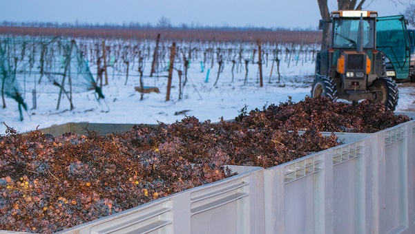 Lang eiswein harvest